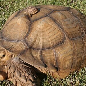 How Old Is My Sulcata Tortoise?