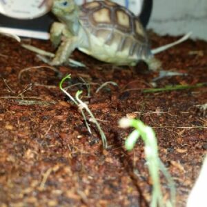 Best Substrate for Baby Sulcata Enclosure