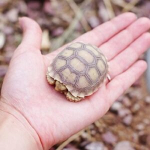 Can I Get Salmonella from a Sulcata Tortoise?