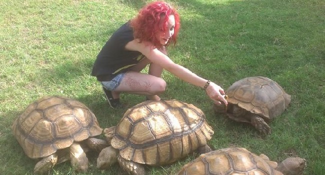 best tortoise to have as a pet