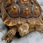 Do Sulcata Tortoises Hibernate?