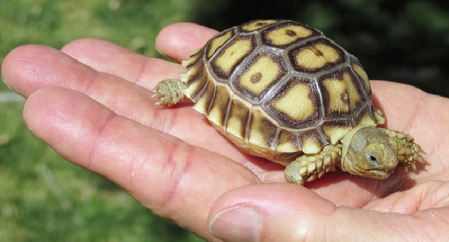 baby african tortoise