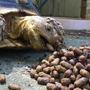 Can a Sulcata Tortoise Eat Dog Food