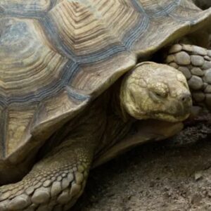 Signs of Tortoise Overheating