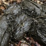 What Does Sulcata Tortoise Poop Look Like?