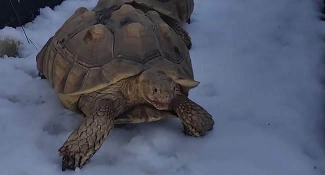 Does Sulcata Tortoise Get Cold Pet Sulcata Tortoise