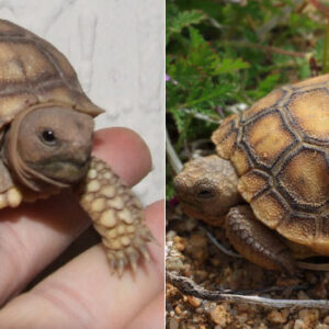 Compare Sulcata and Desert Tortoises