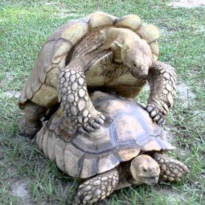 When Can Sulcata Tortoises Breed?