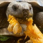 Is Pumpkin a De-wormer for Tortoises