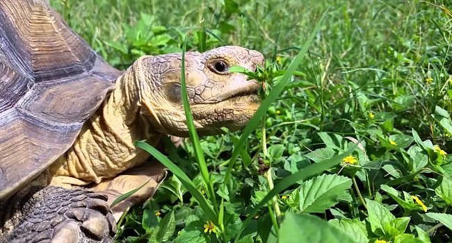 Poisonous Plants To Tortoises Pet Sulcata Tortoise